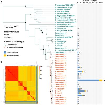 Stenotrophomonas maltophilia complex: insights into evolutionary relationships, global distribution and pathogenicity